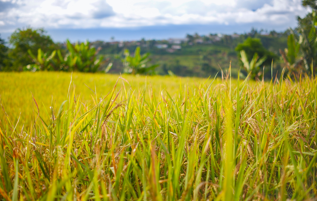 Tình hình sản xuất nông nghiệp quý IV và năm 2025