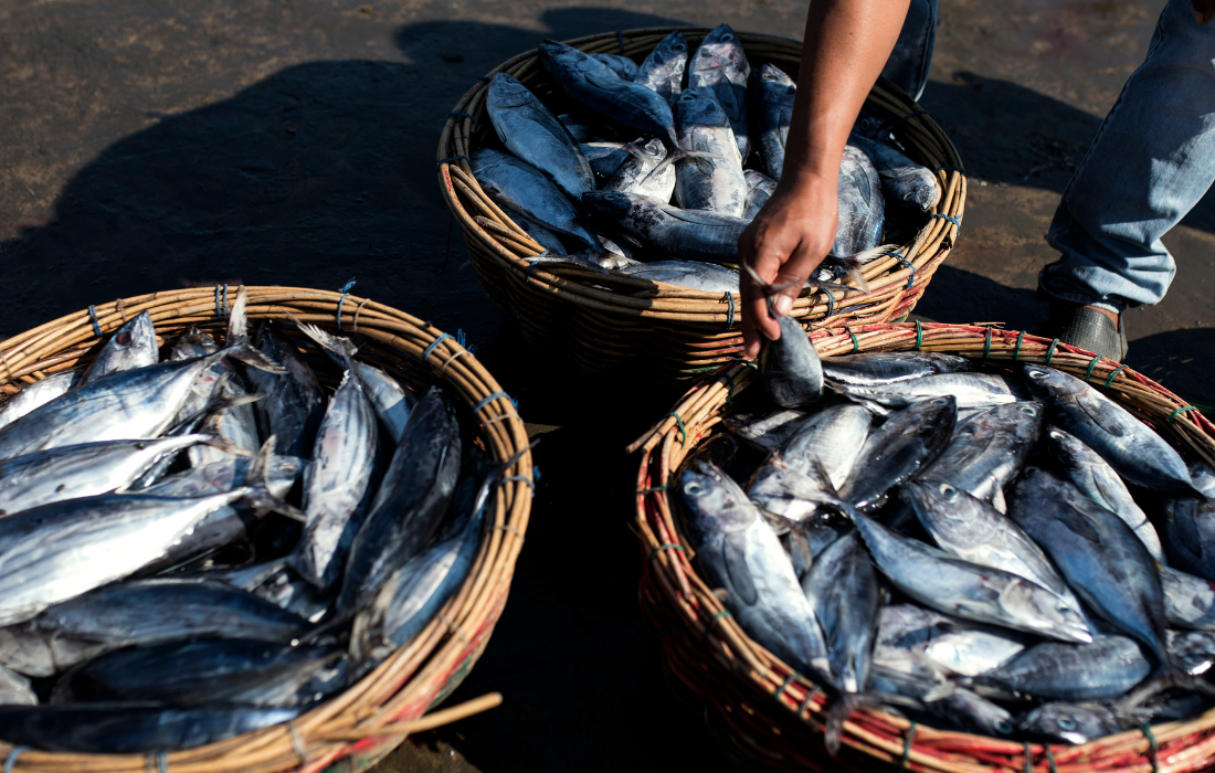 Tình hình sản xuất lâm nghiệp và thủy sản quý IV và năm 2025