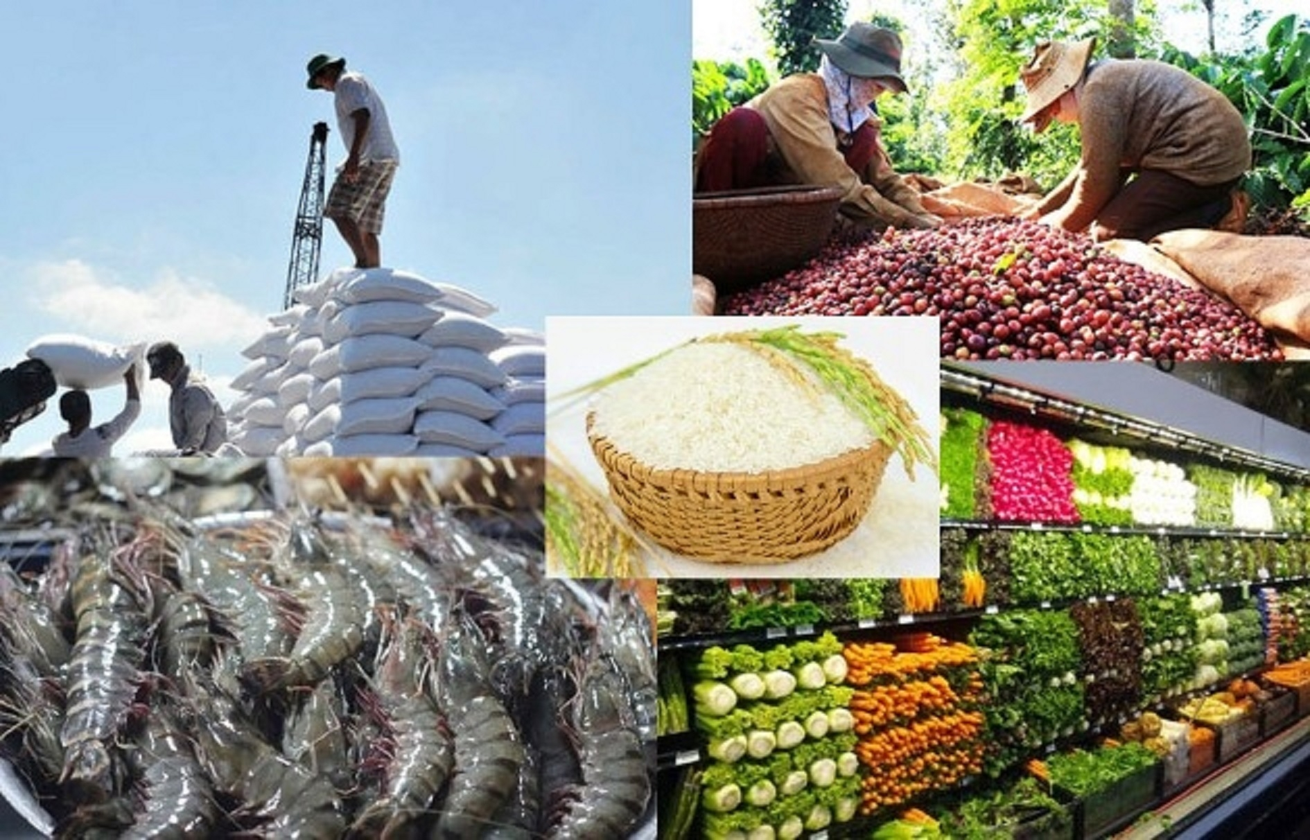 Số cơ sở kinh tế cá thể phi nông, lâm nghiệp và thủy sản tại Cần Thơ năm 2023 (thời điểm 31/12)