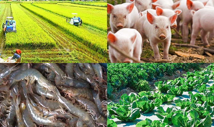 Sản xuất nông, lâm nghiệp và thủy sản tại thành phố Cần Thơ năm 2024